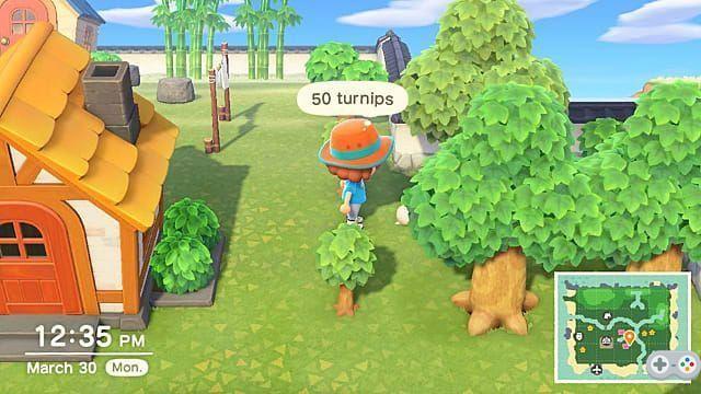 Animal Crossing New Horizons Guida alle rape: acquisto, vendita, conservazione